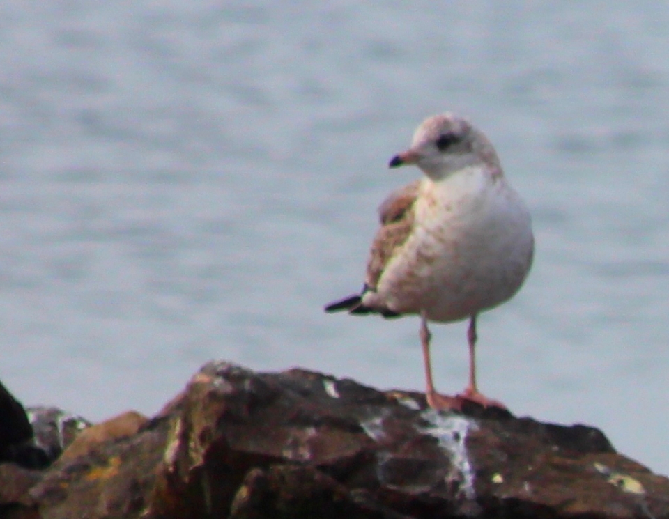 Common Gull