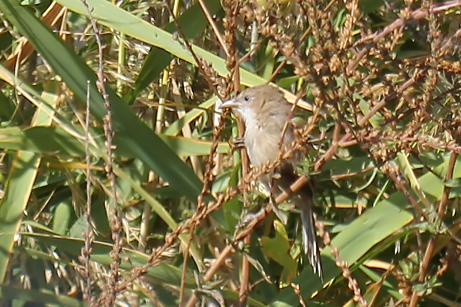 Iraq Babbler
