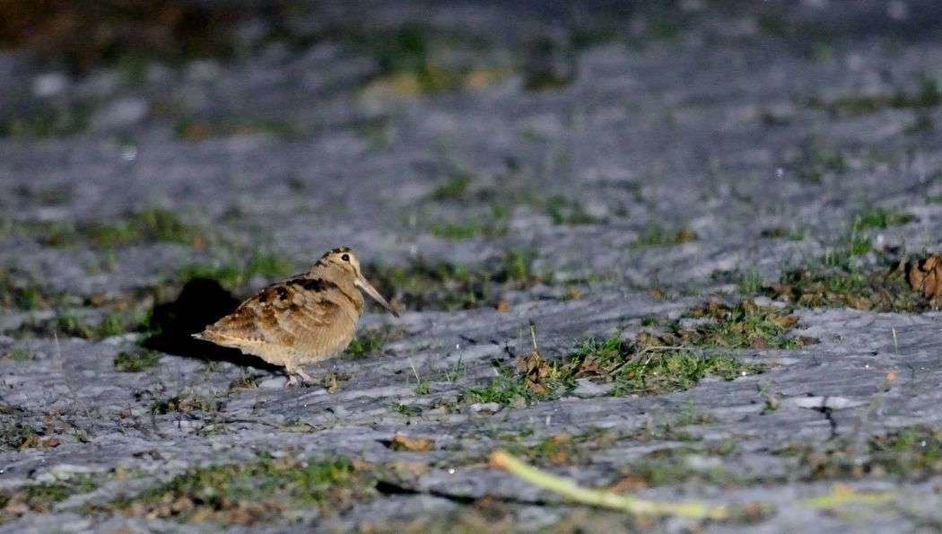 Eurasian Woodcock