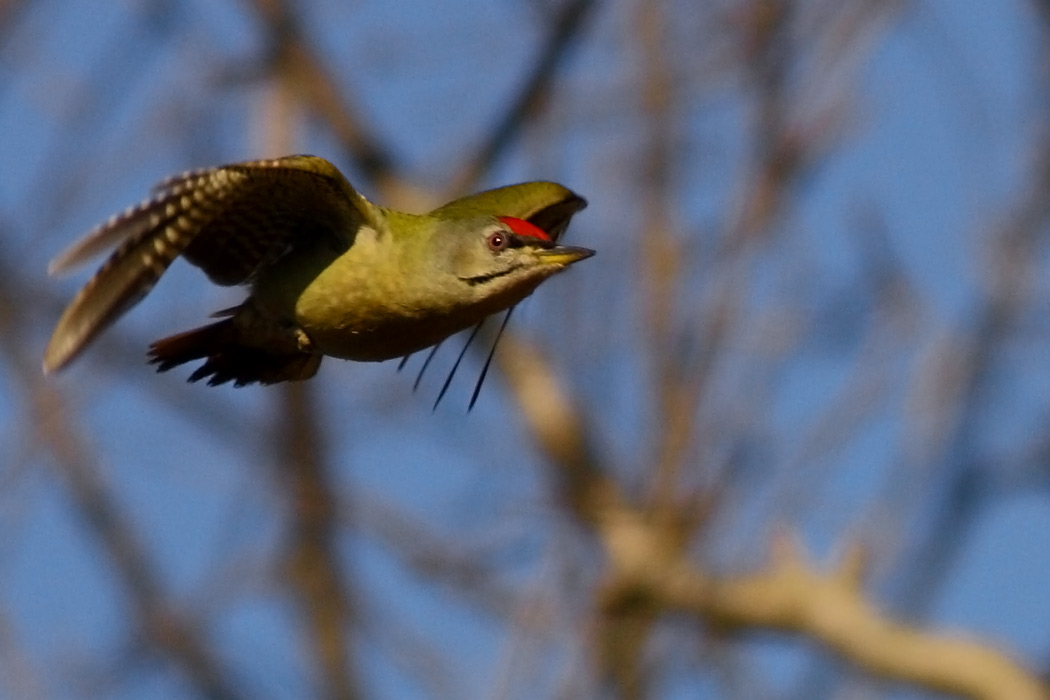 Grey-headed Woodpecker