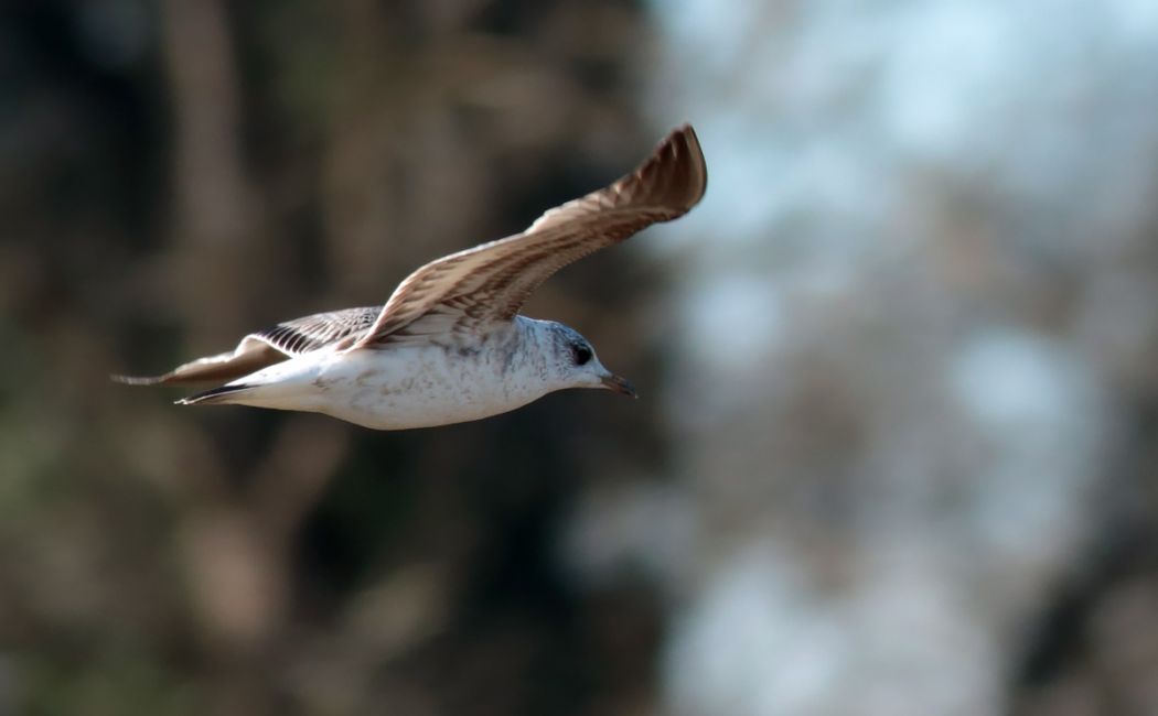 Common Gull
