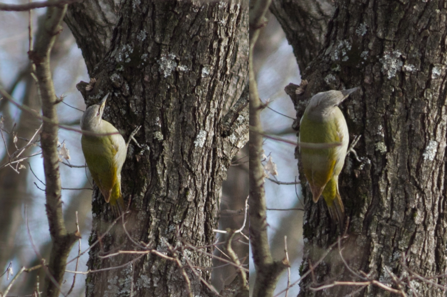 Grey-headed Woodpecker