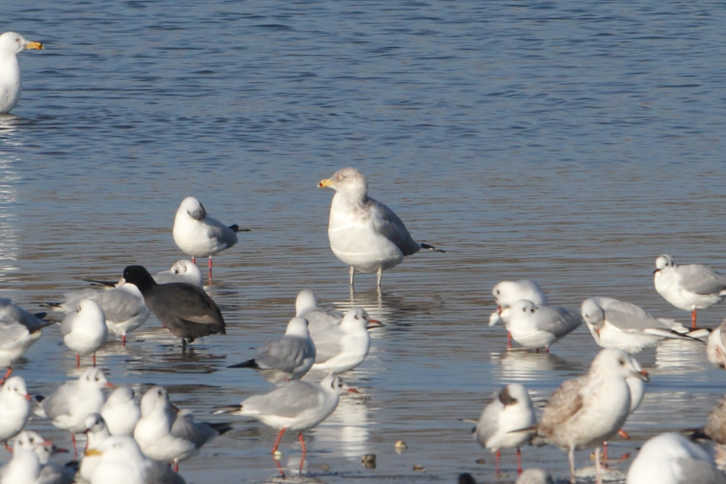 European Herring Gull