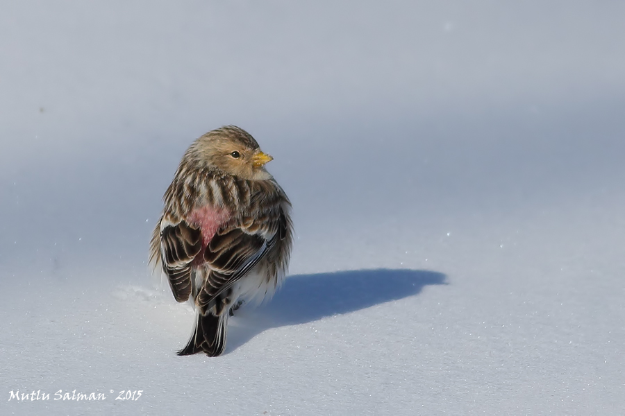 Twite