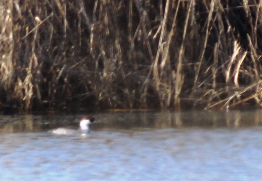 Smew