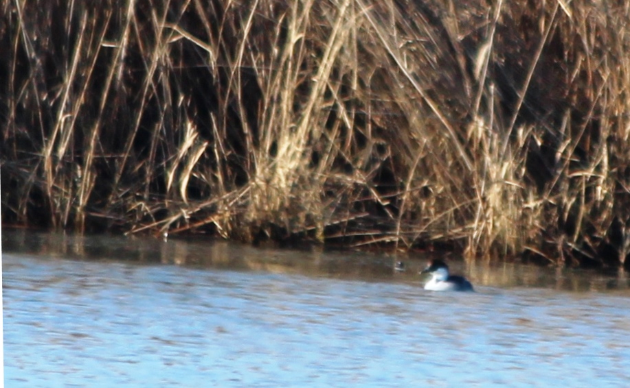 Smew