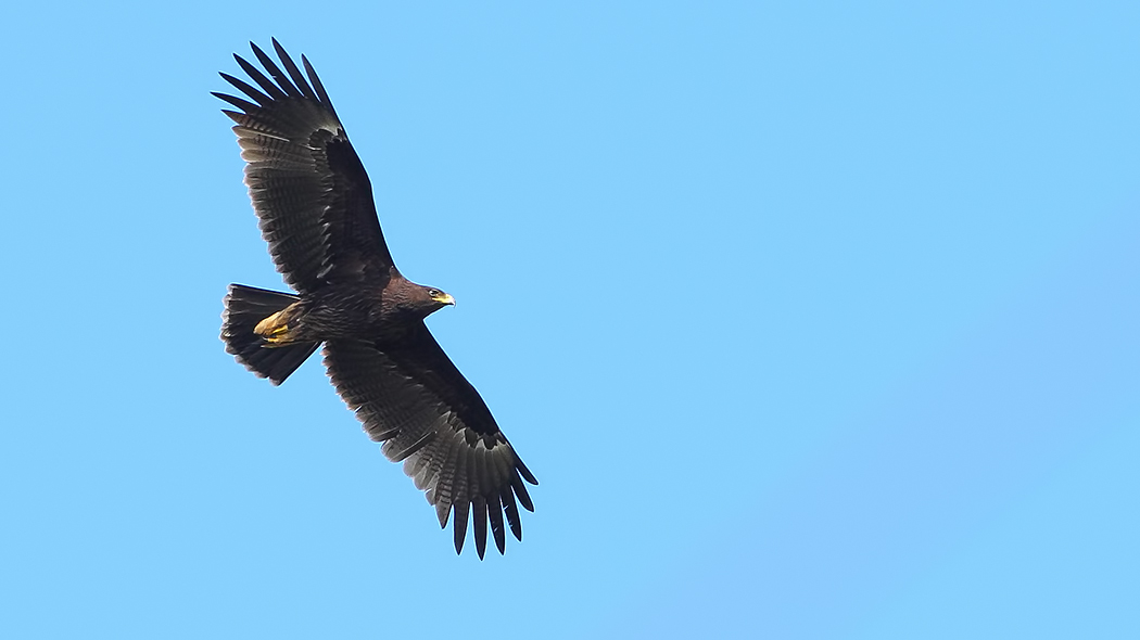 Greater Spotted Eagle
