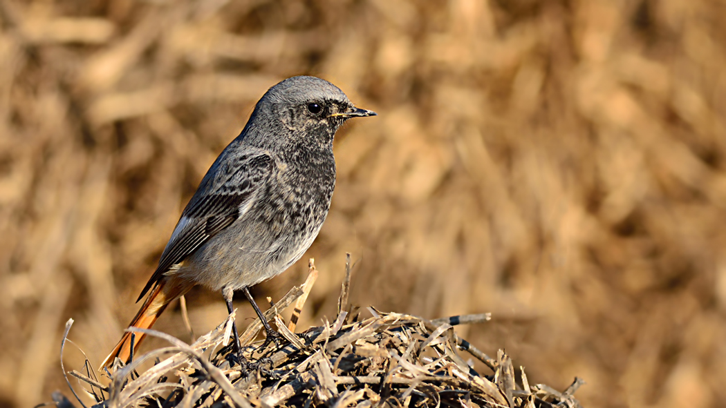 Black Redstart