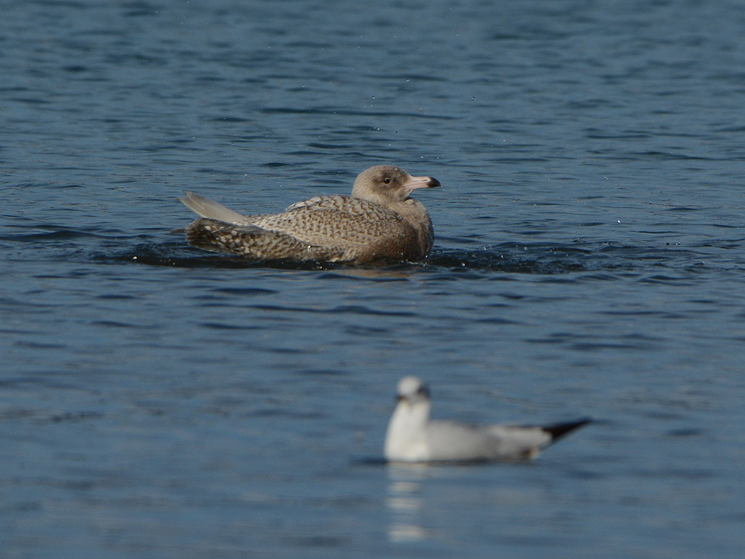 Glaucous Gull