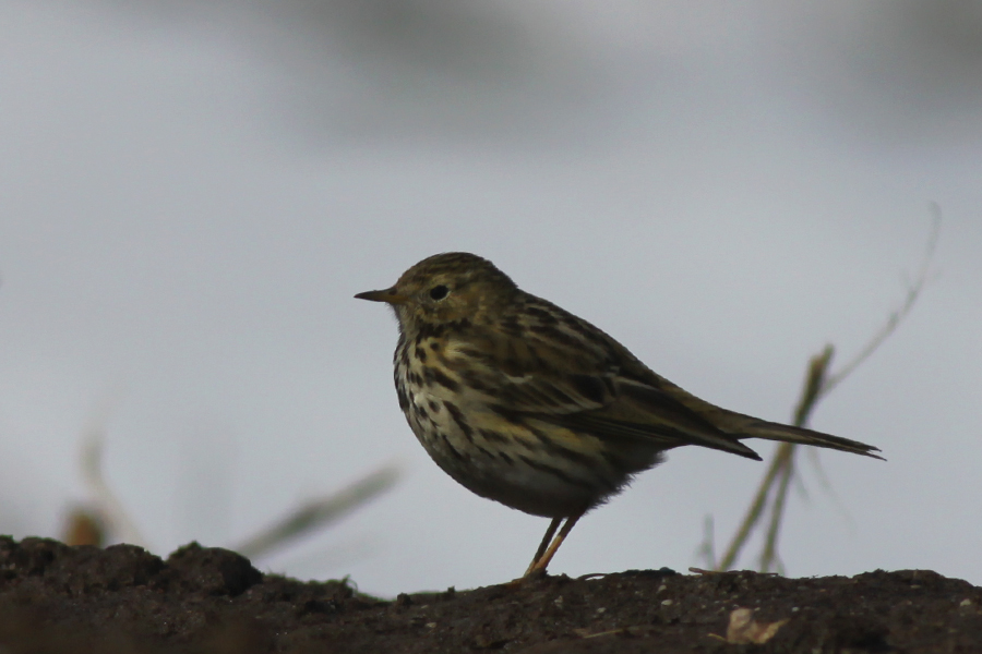 Meadow Pipit