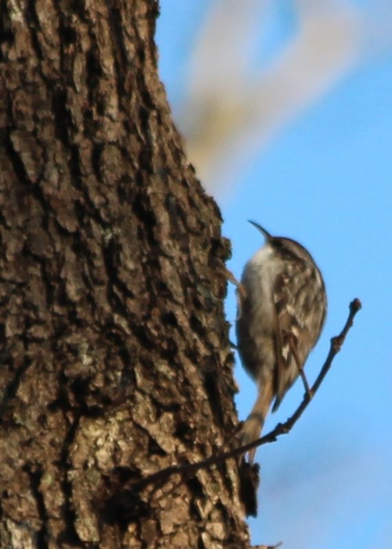 Eurasian Treecreeper