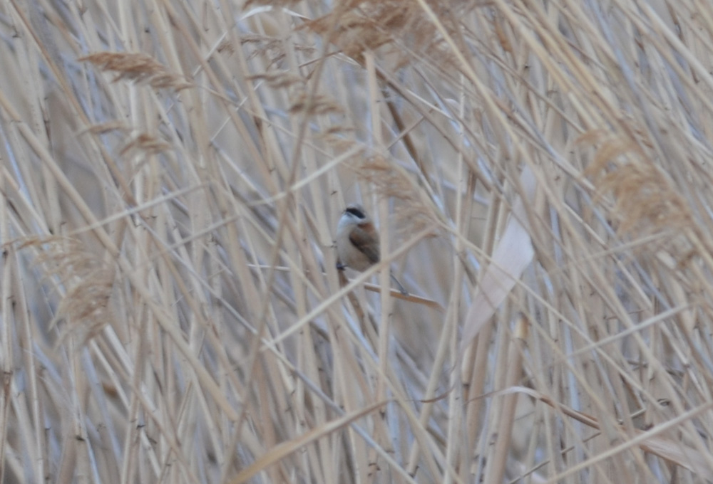 Eurasian Penduline Tit