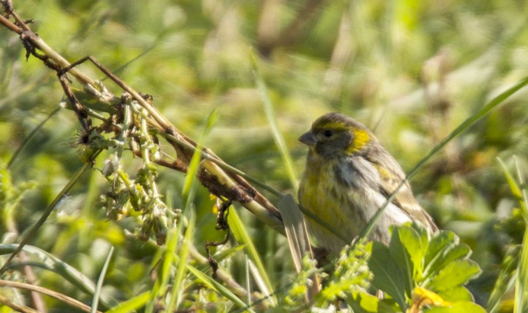 European Serin