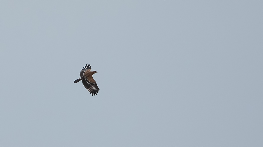 Lesser Spotted Eagle