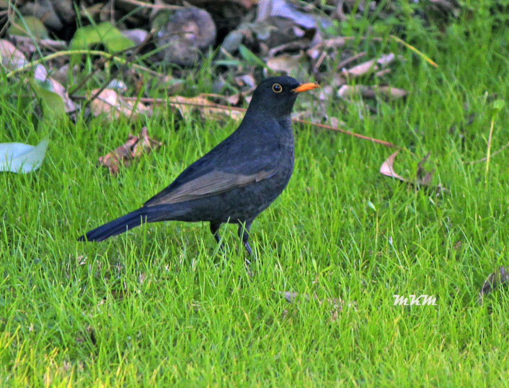 Common Blackbird