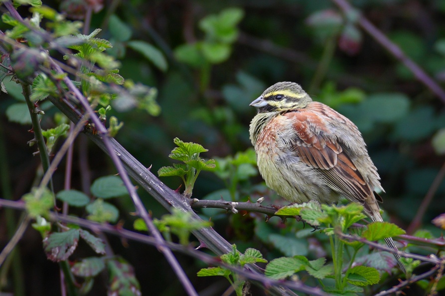 Cirl Bunting