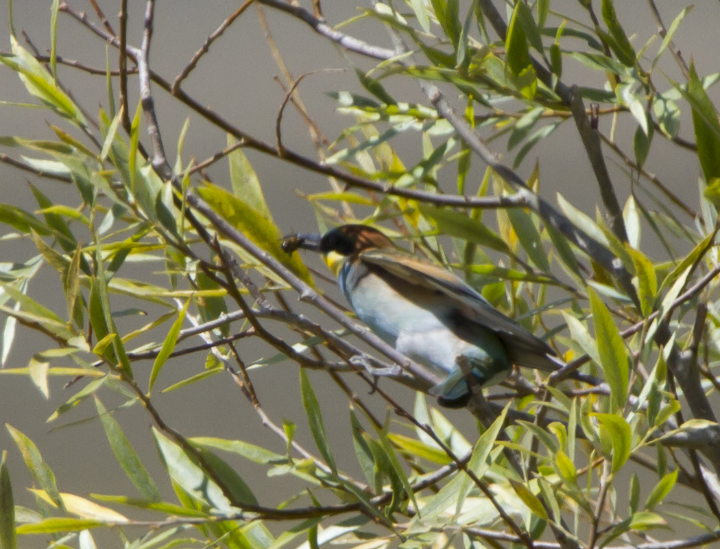 European Bee-eater
