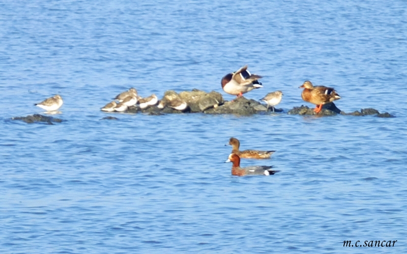Eurasian Wigeon