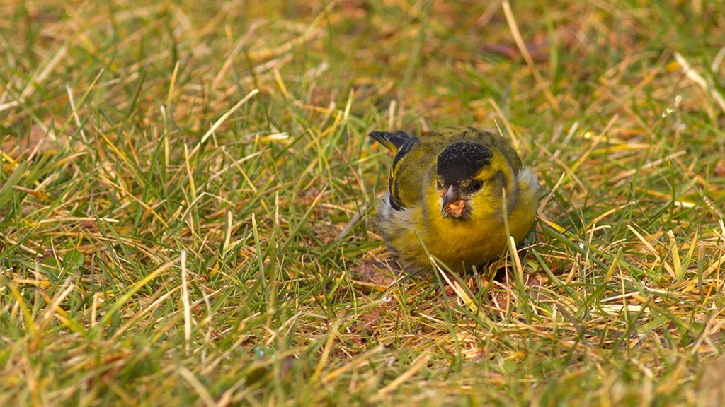 Eurasian Siskin