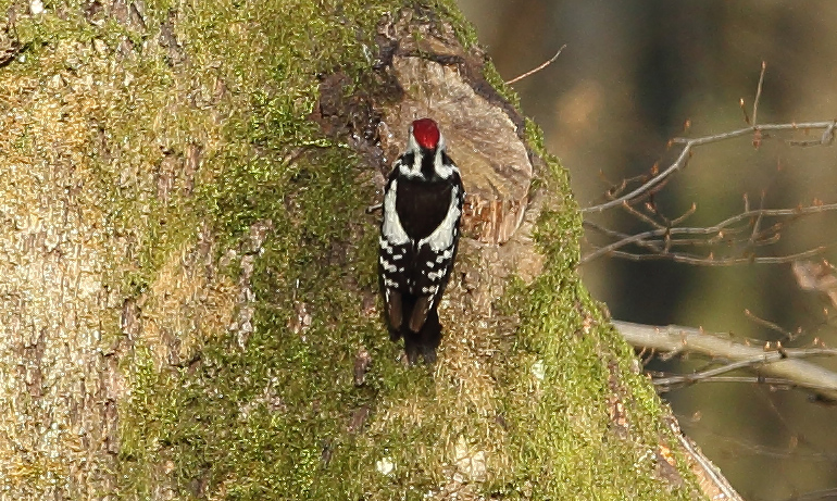 Middle Spotted Woodpecker