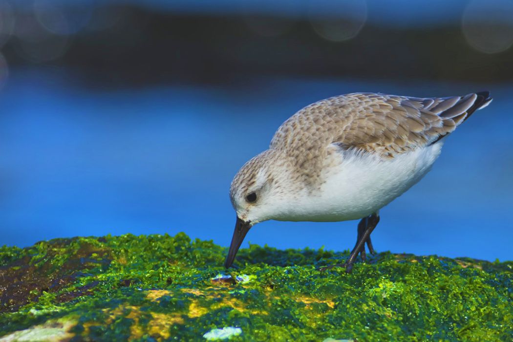 Sanderling
