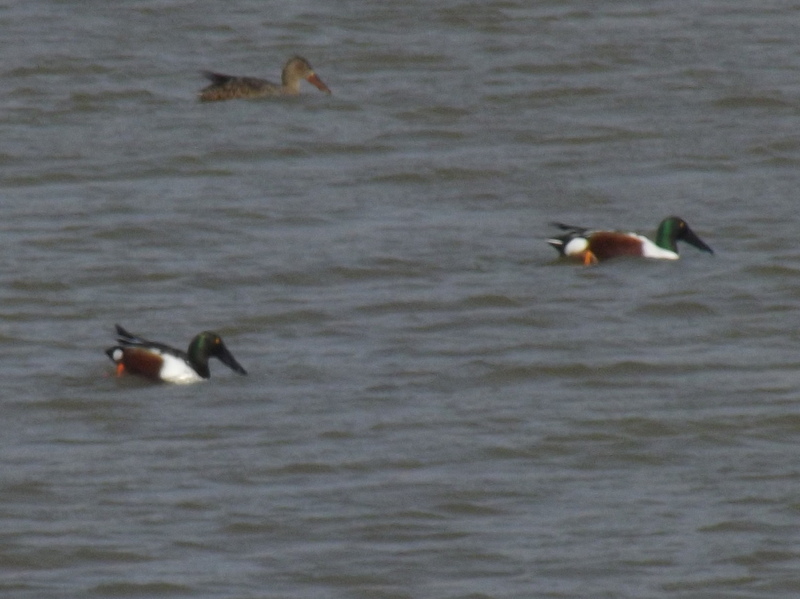 Northern Shoveler