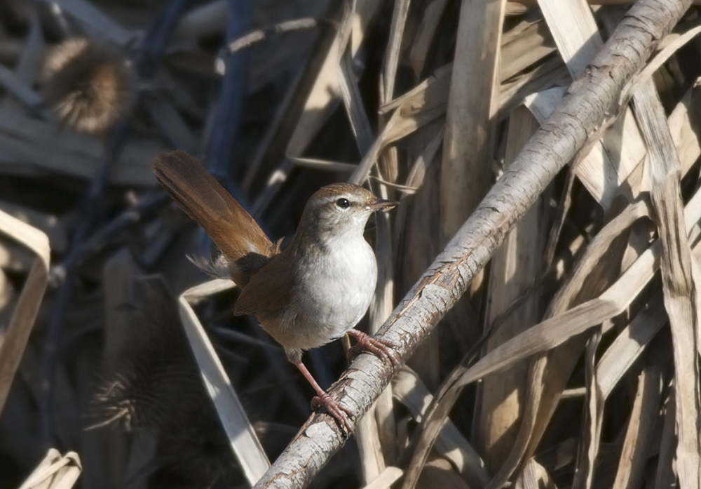 Cetti`s Warbler