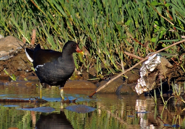 Common Moorhen
