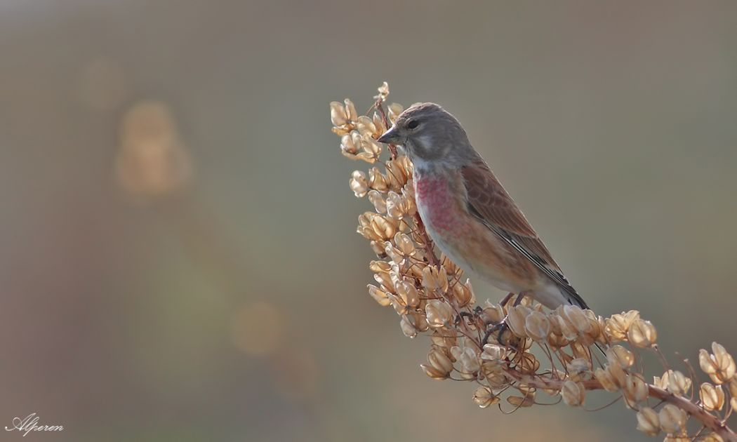 Common Linnet