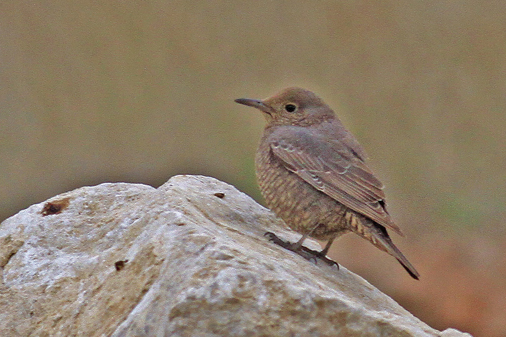 Blue Rock Thrush