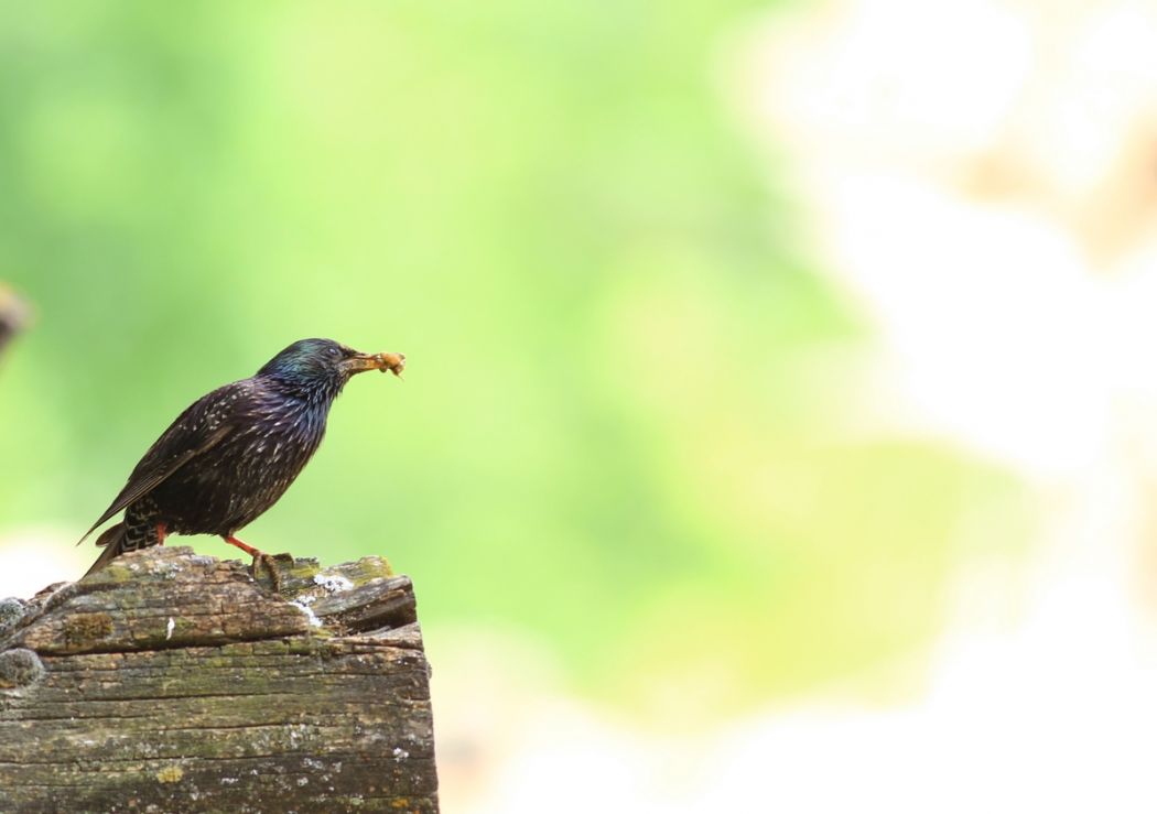 Common Starling