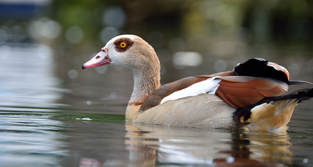 Egyptian Goose