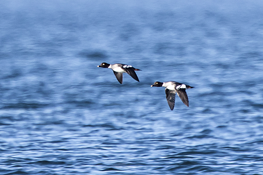 Common Goldeneye