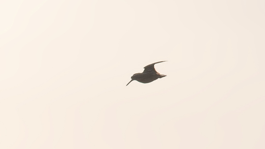 Jack Snipe
