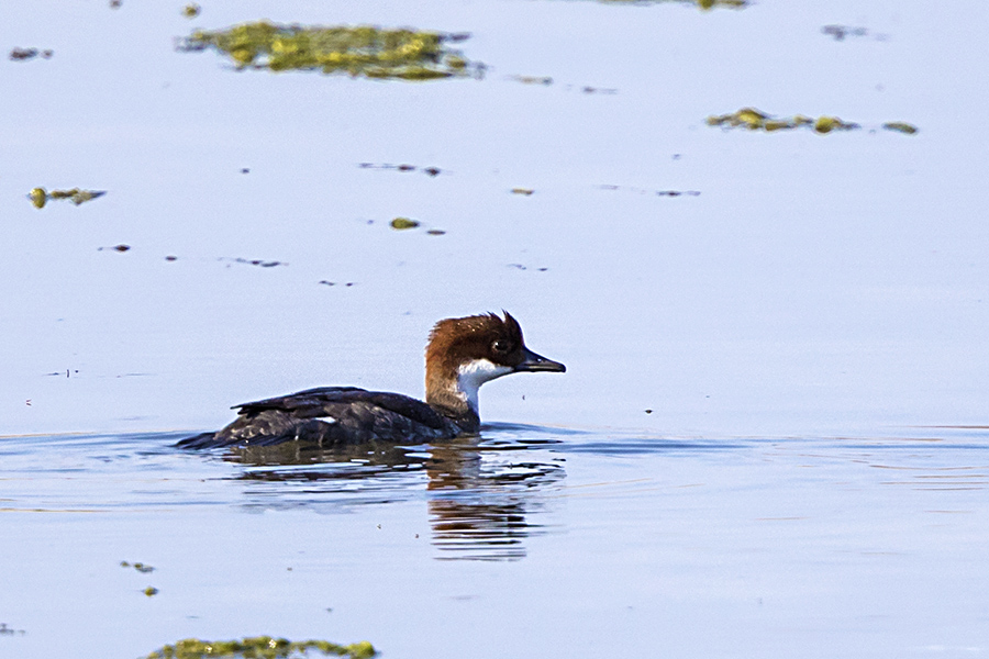 Smew