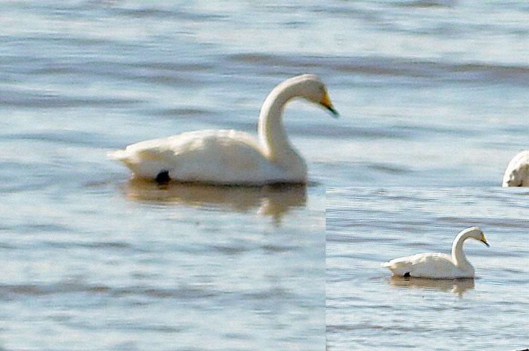 Whooper Swan