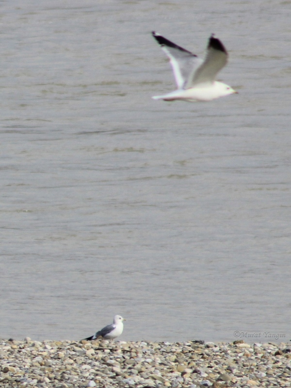 Common Gull