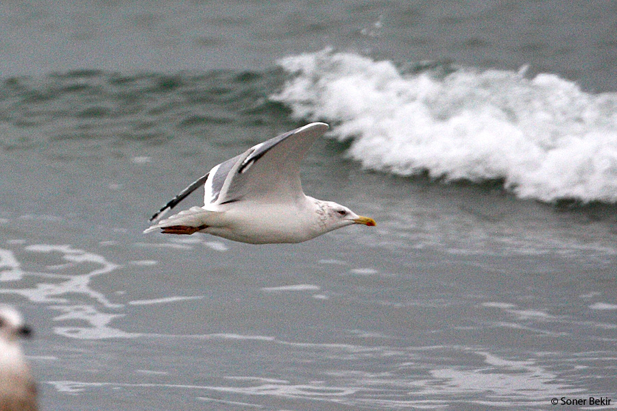 European Herring Gull