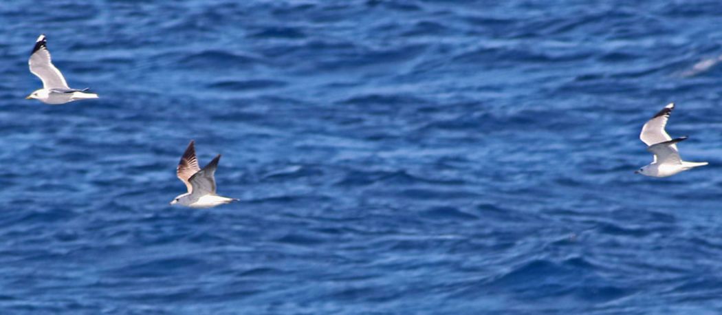 Common Gull