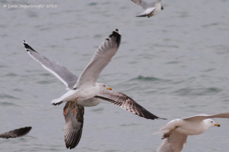 European Herring Gull