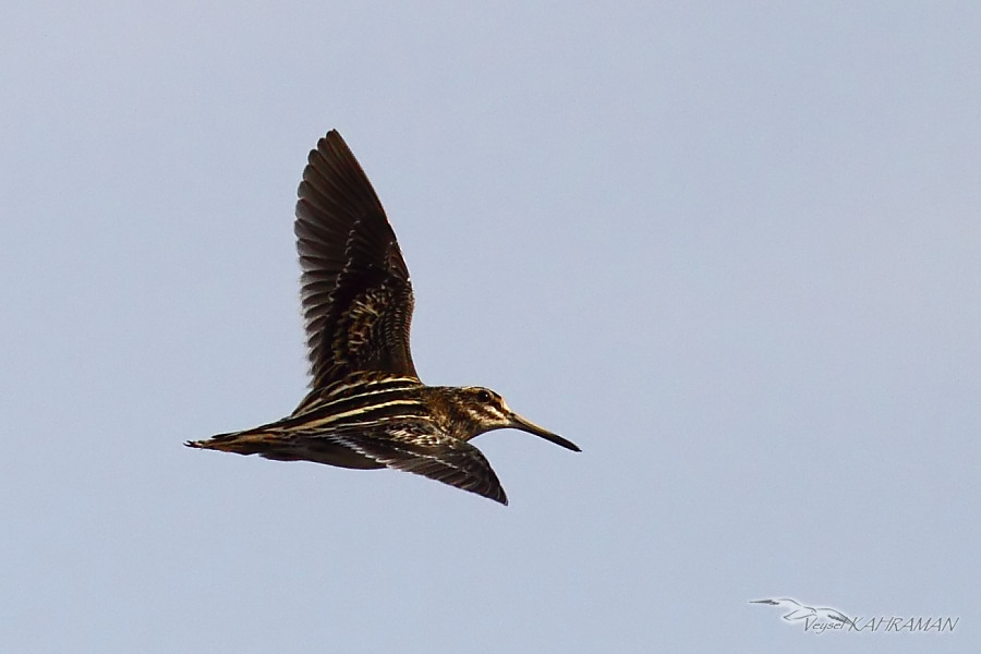 Jack Snipe
