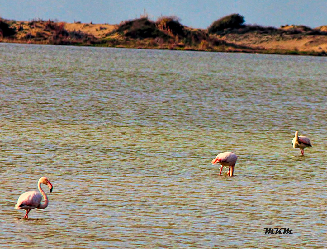 Greater Flamingo