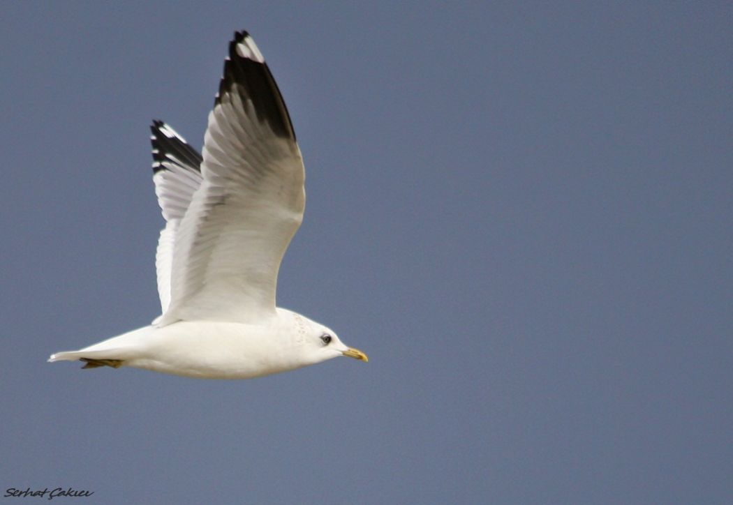 Common Gull