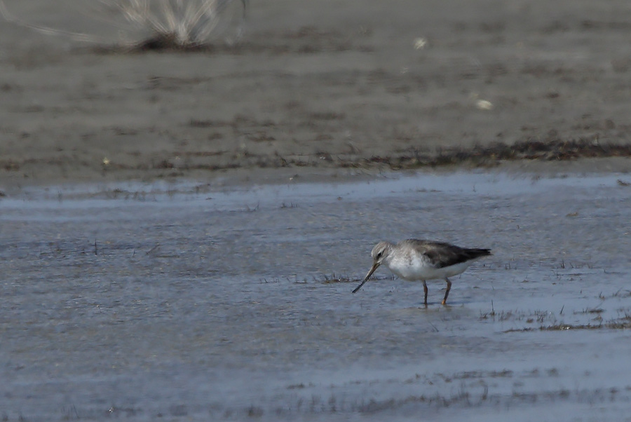 Terek Sandpiper