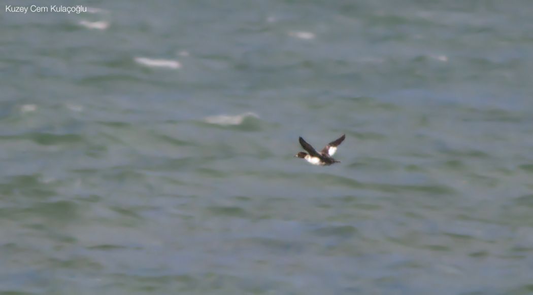 Common Goldeneye