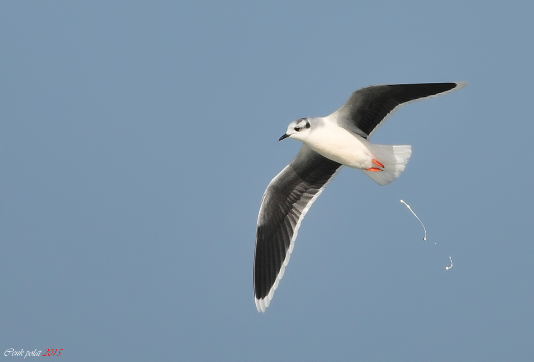 Little Gull