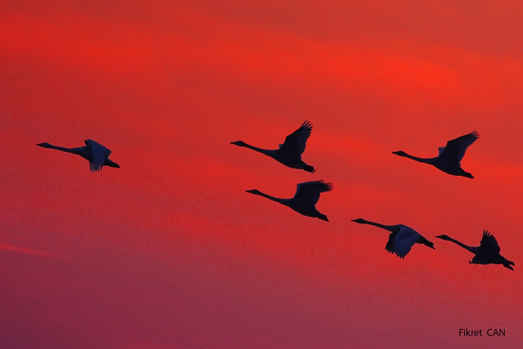 Whooper Swan