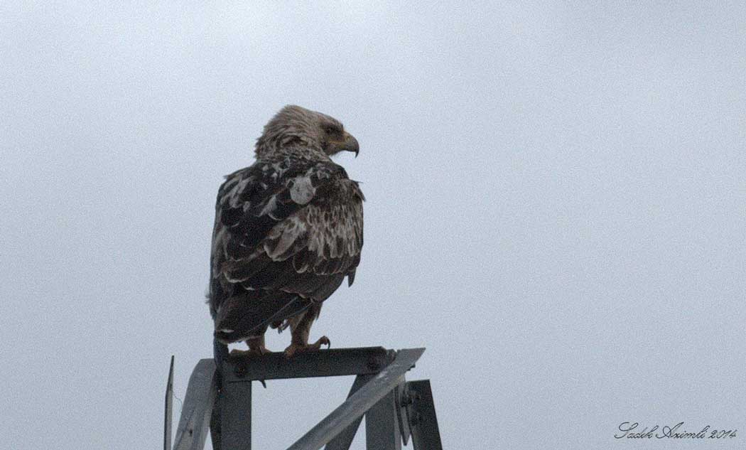 Şah Kartal