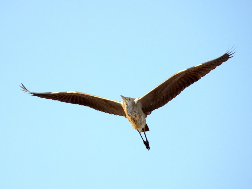 Purple Heron