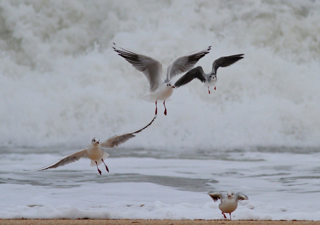 Little Gull